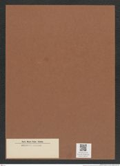 Diatomeae indet. Zeichnungen Sammlung Grunow Mappe 04514 (Herbarium_W_Grunow_drawings_Folder_04514)
